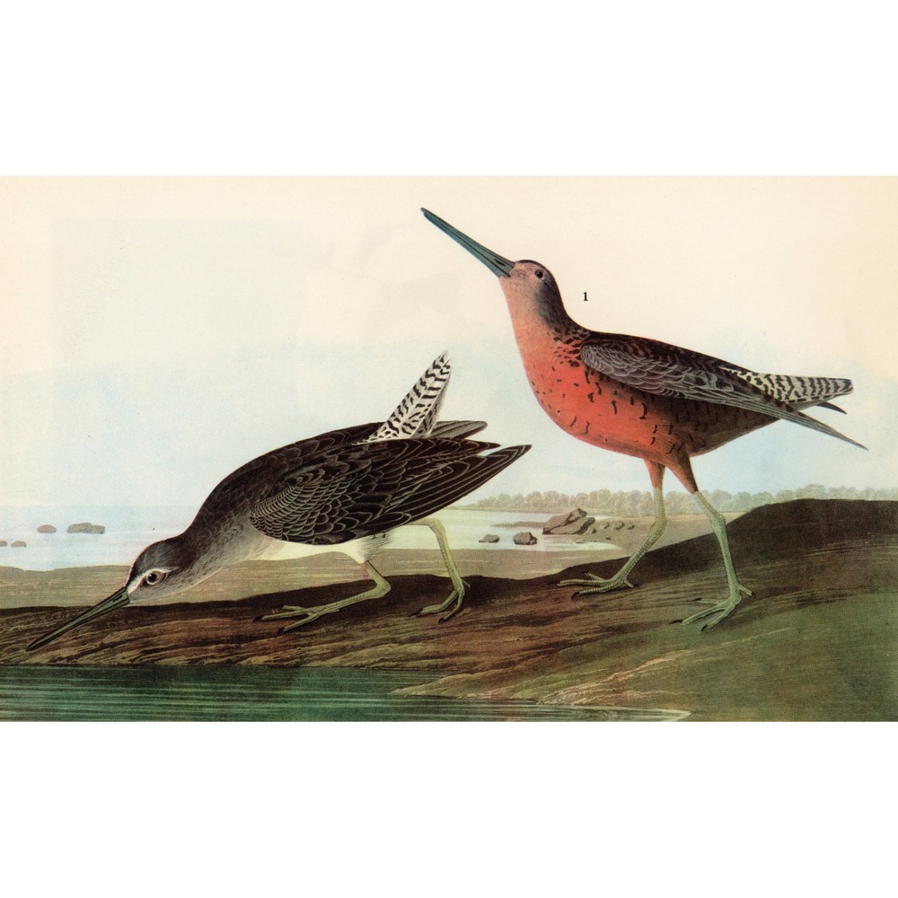 Vintage 1941 Audubon Dowitcher Bird Art Print Shorebird Wildlife Illustration